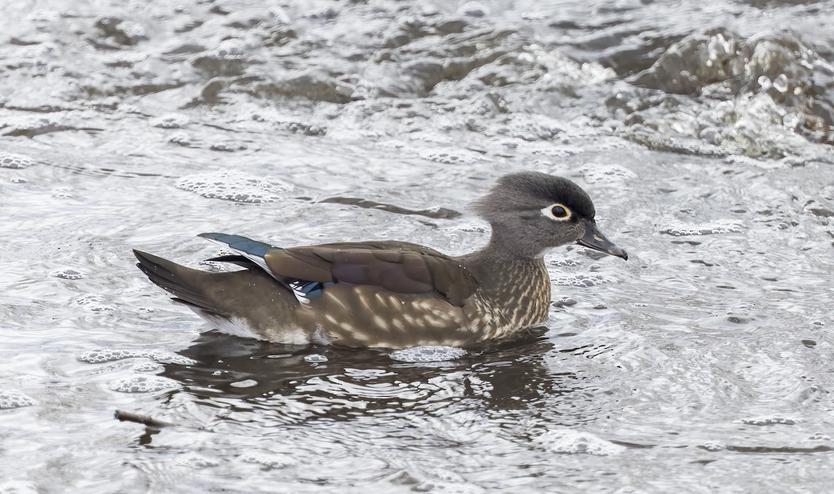 Canard branchu - ML646747075