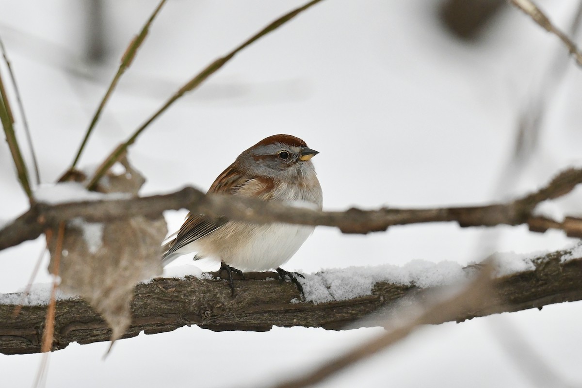 Воробьиная овсянка - ML646747078