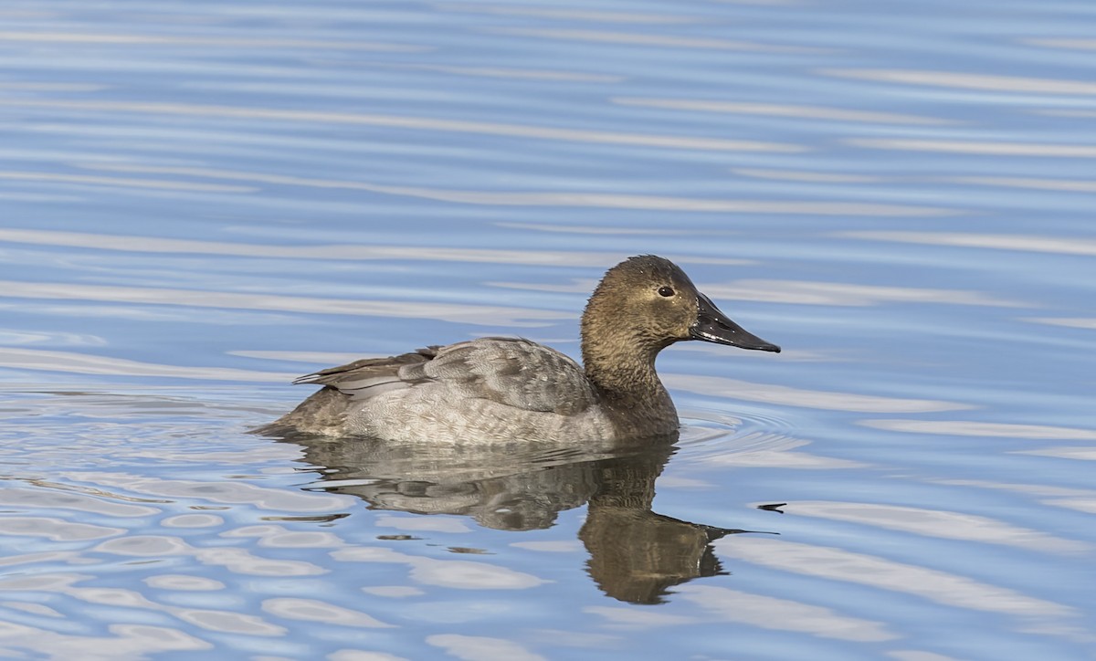 帆背潛鴨 - ML646747079