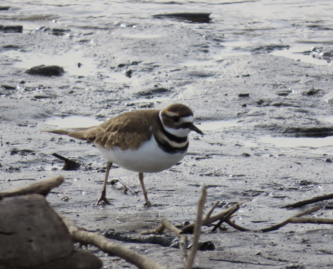 Pluvier kildir - ML646747080