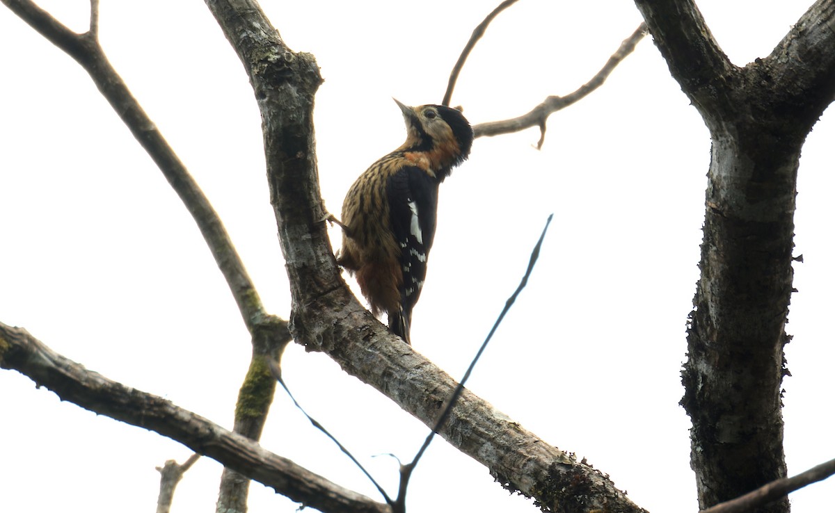 Crimson-naped Woodpecker - ML646747082