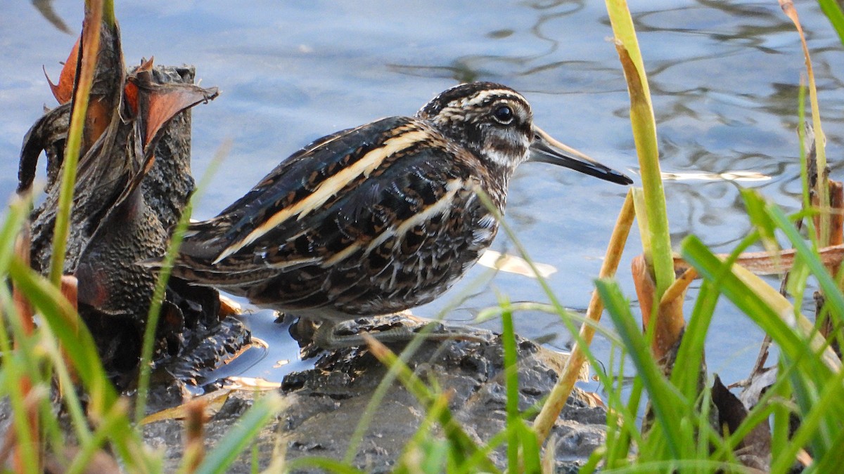 Jack Snipe - ML646747085