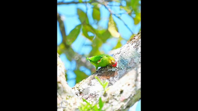 Папуга червонолобий - ML646747086