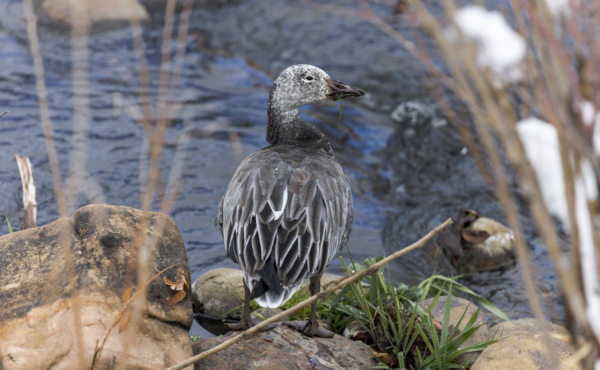 Snow Goose - ML646747087