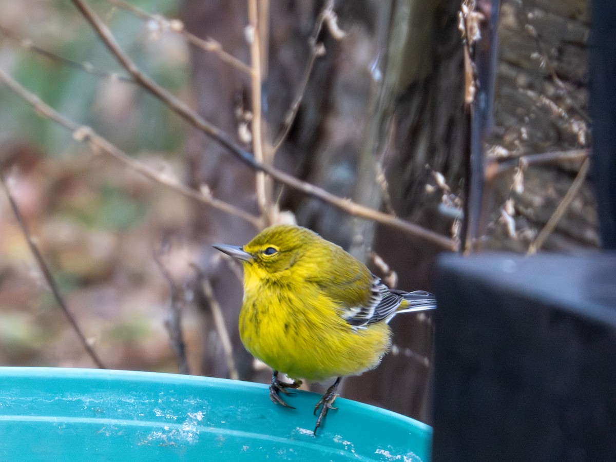 Сосновая древесница - ML646747088