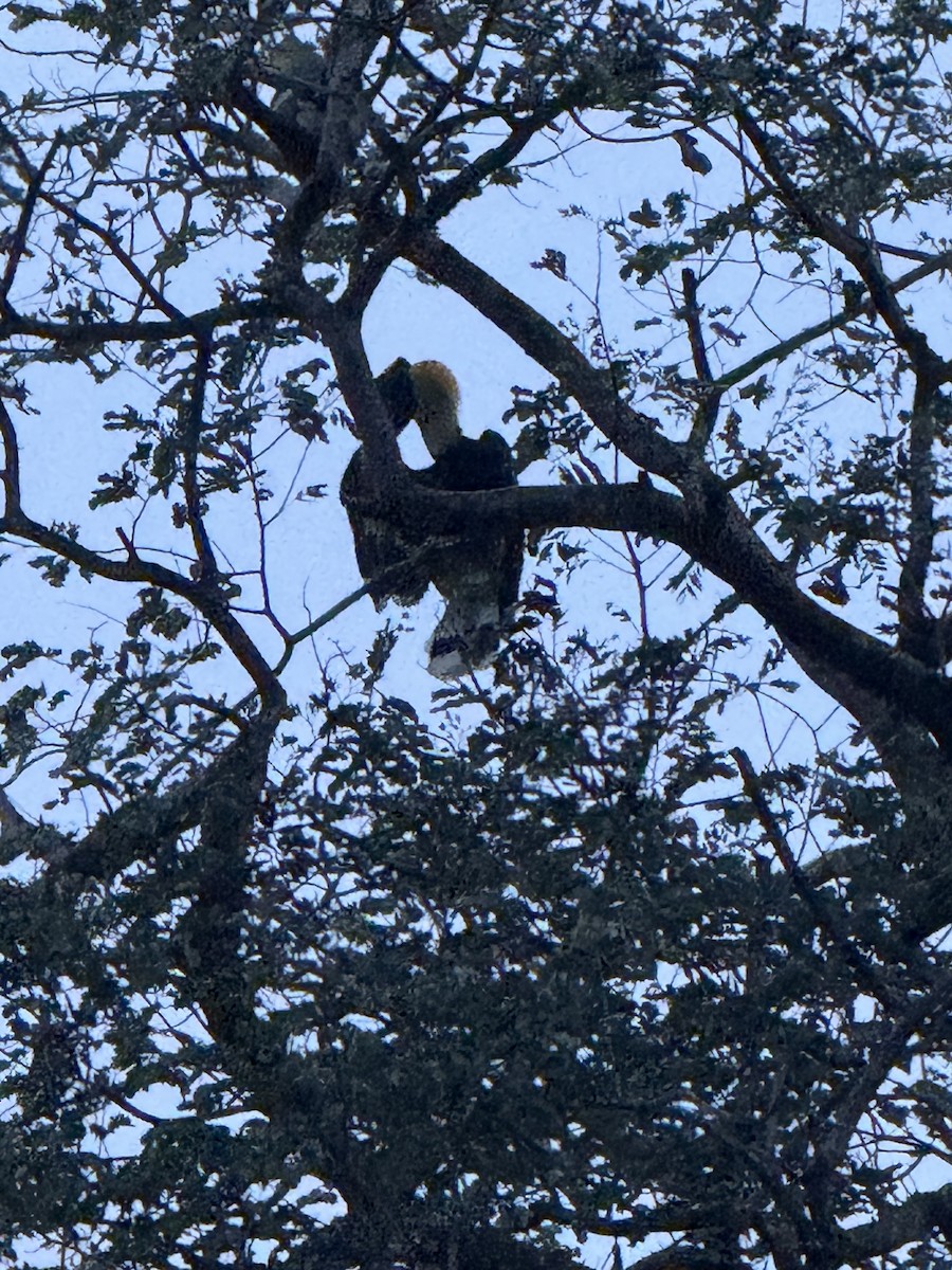 Great Hornbill - ML646747089