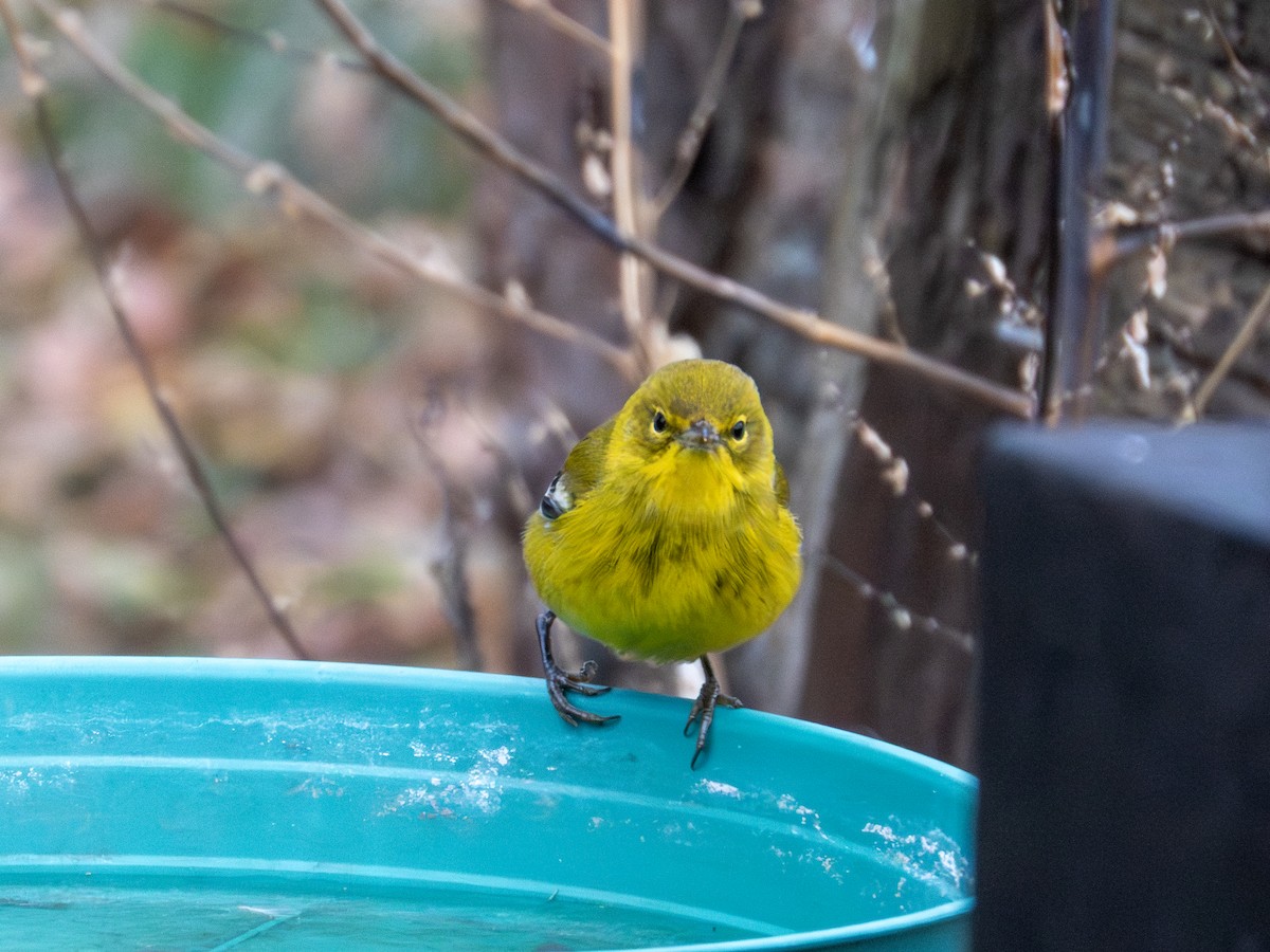 Сосновая древесница - ML646747091