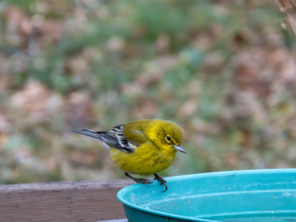 Сосновая древесница - ML646747092