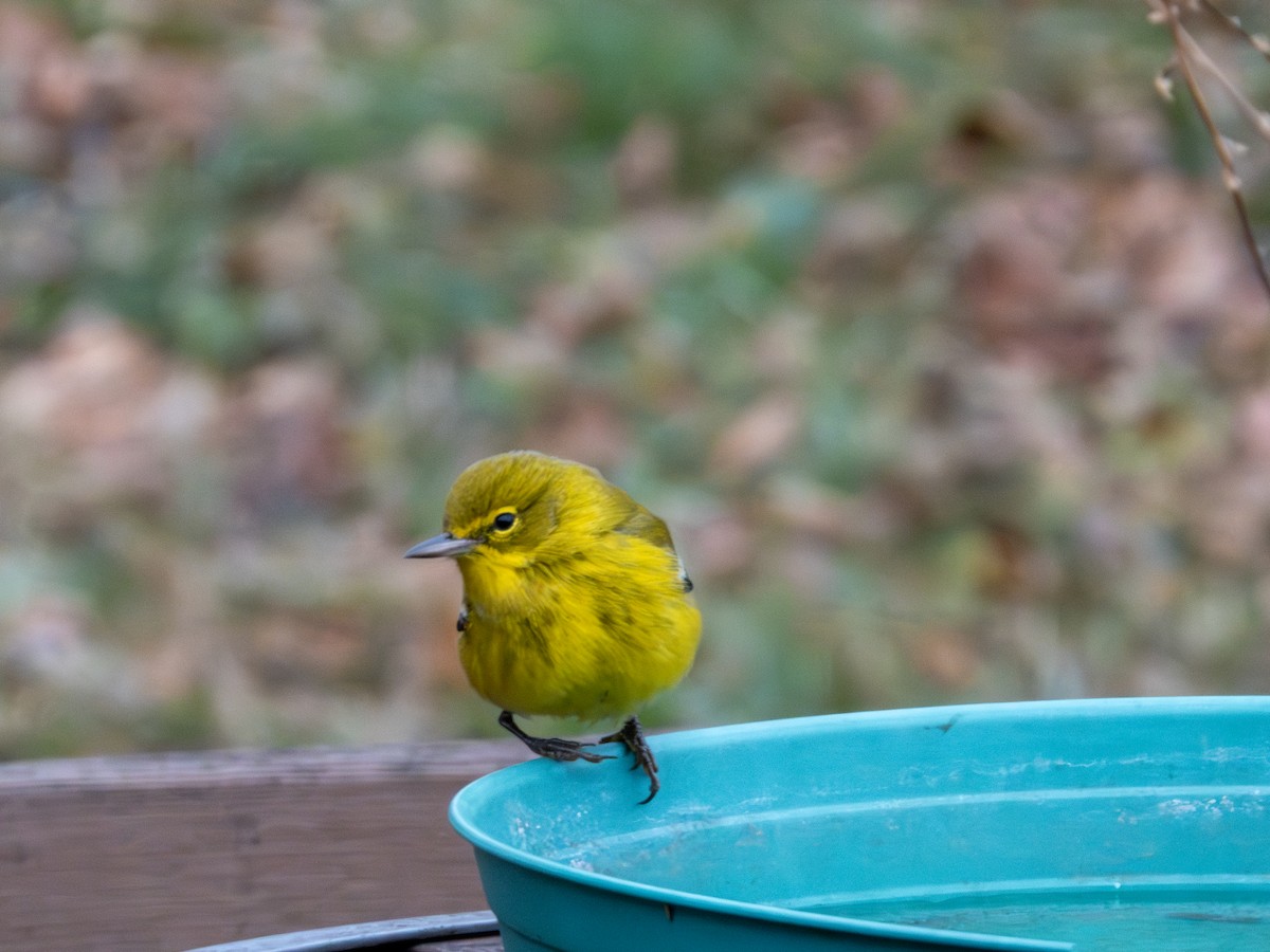 Сосновая древесница - ML646747093