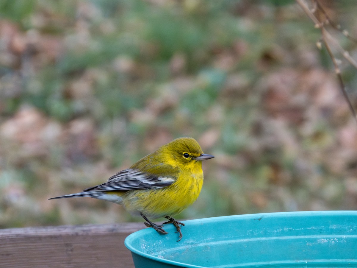 Сосновая древесница - ML646747094