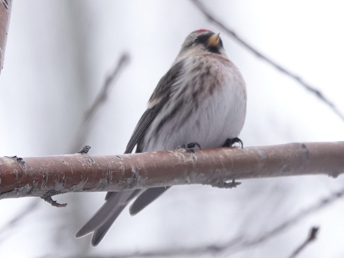 Redpoll (Common) - ML646747095