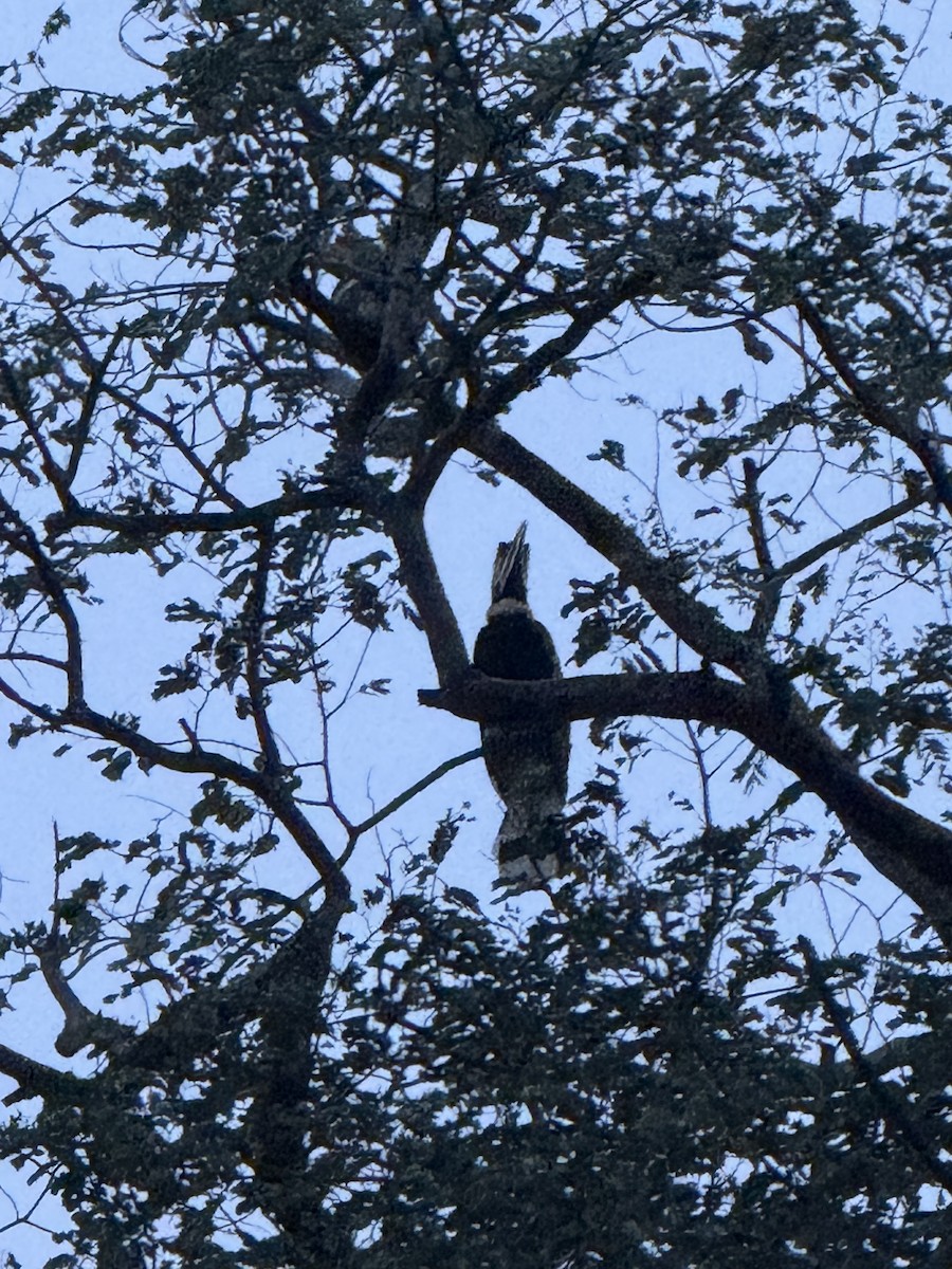 Great Hornbill - ML646747103