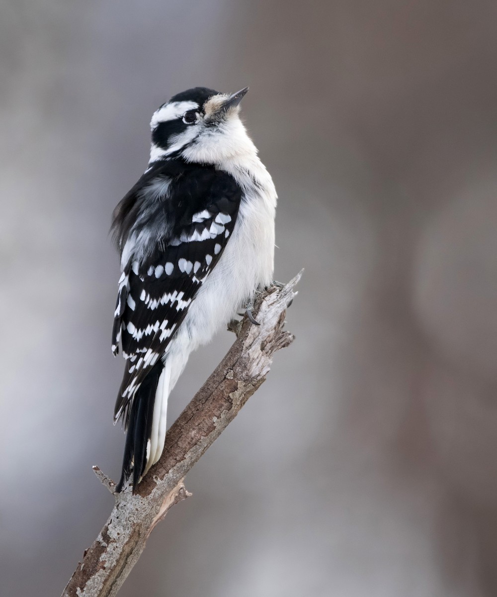 Downy Woodpecker (Eastern) - ML646747104