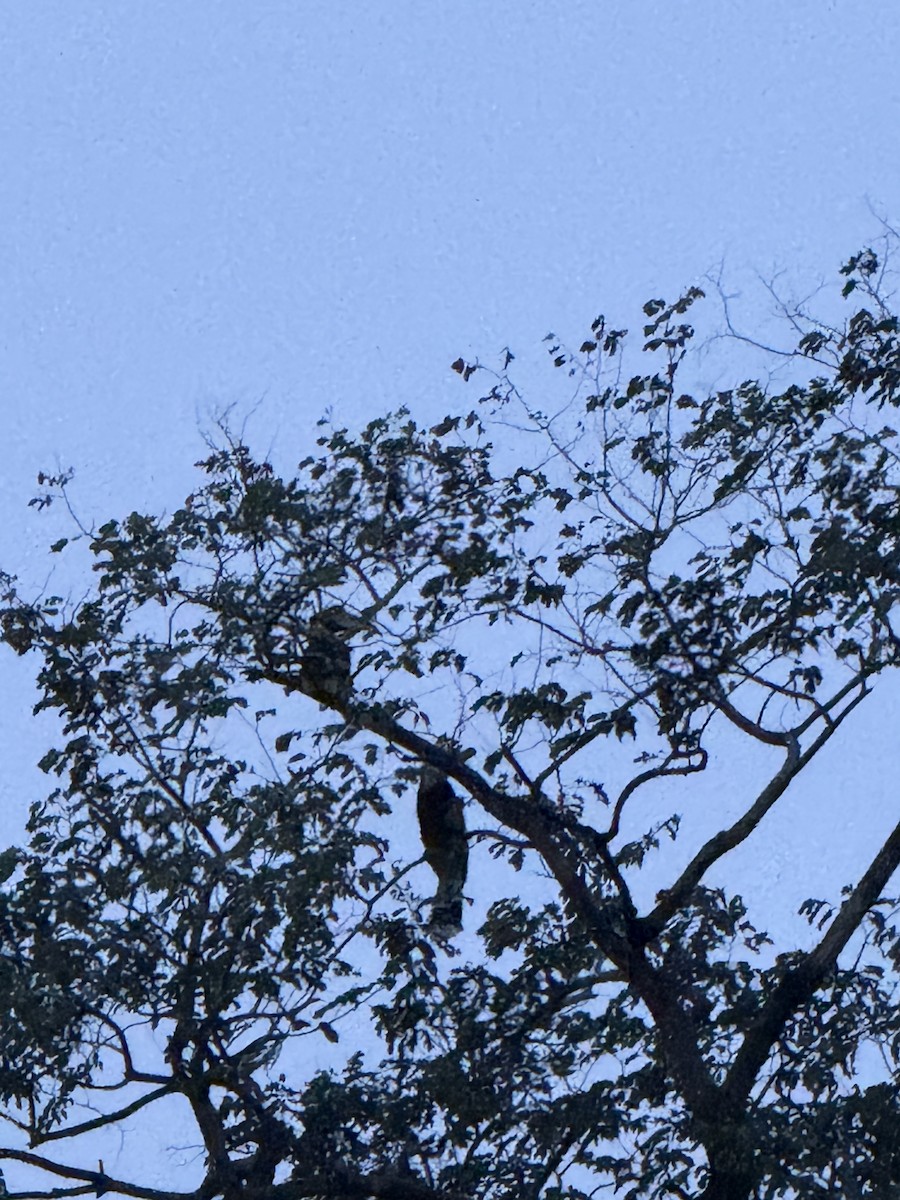 Great Hornbill - ML646747106