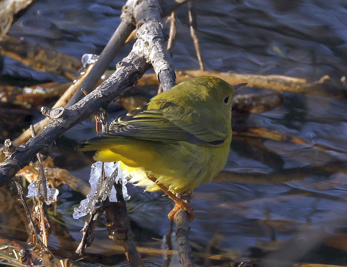 Northern Yellow Warbler - ML646747107