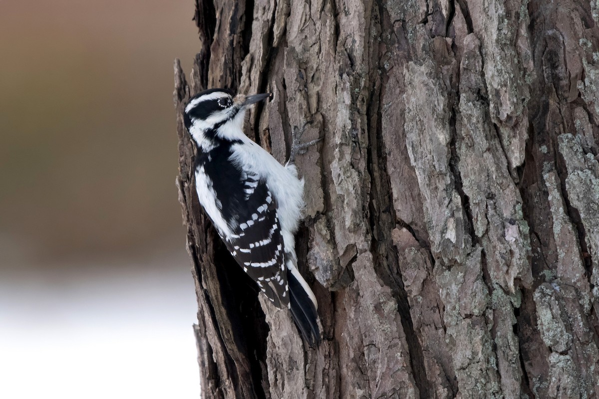 Hairy Woodpecker (Eastern) - ML646747109