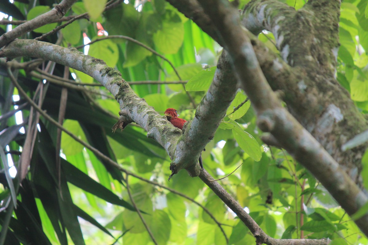 žluna suříková - ML646747110