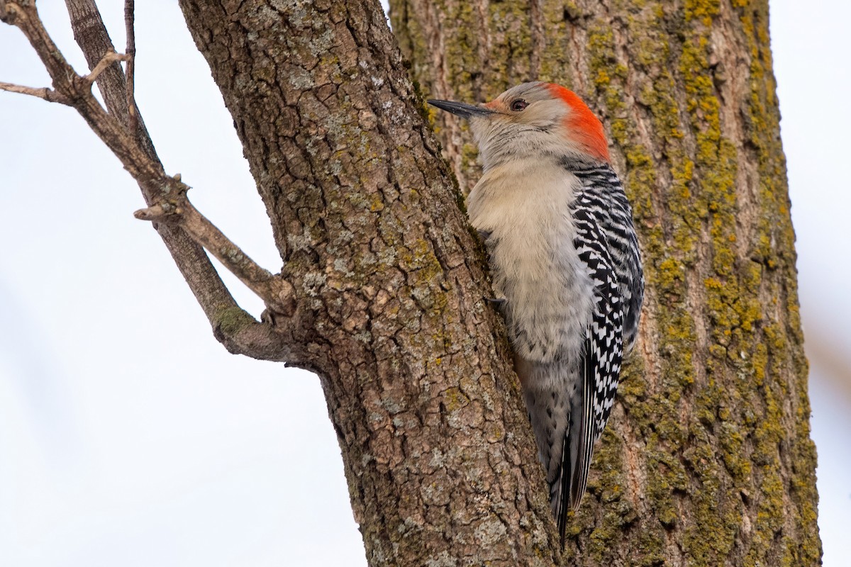 Red-bellied Woodpecker - ML646747111
