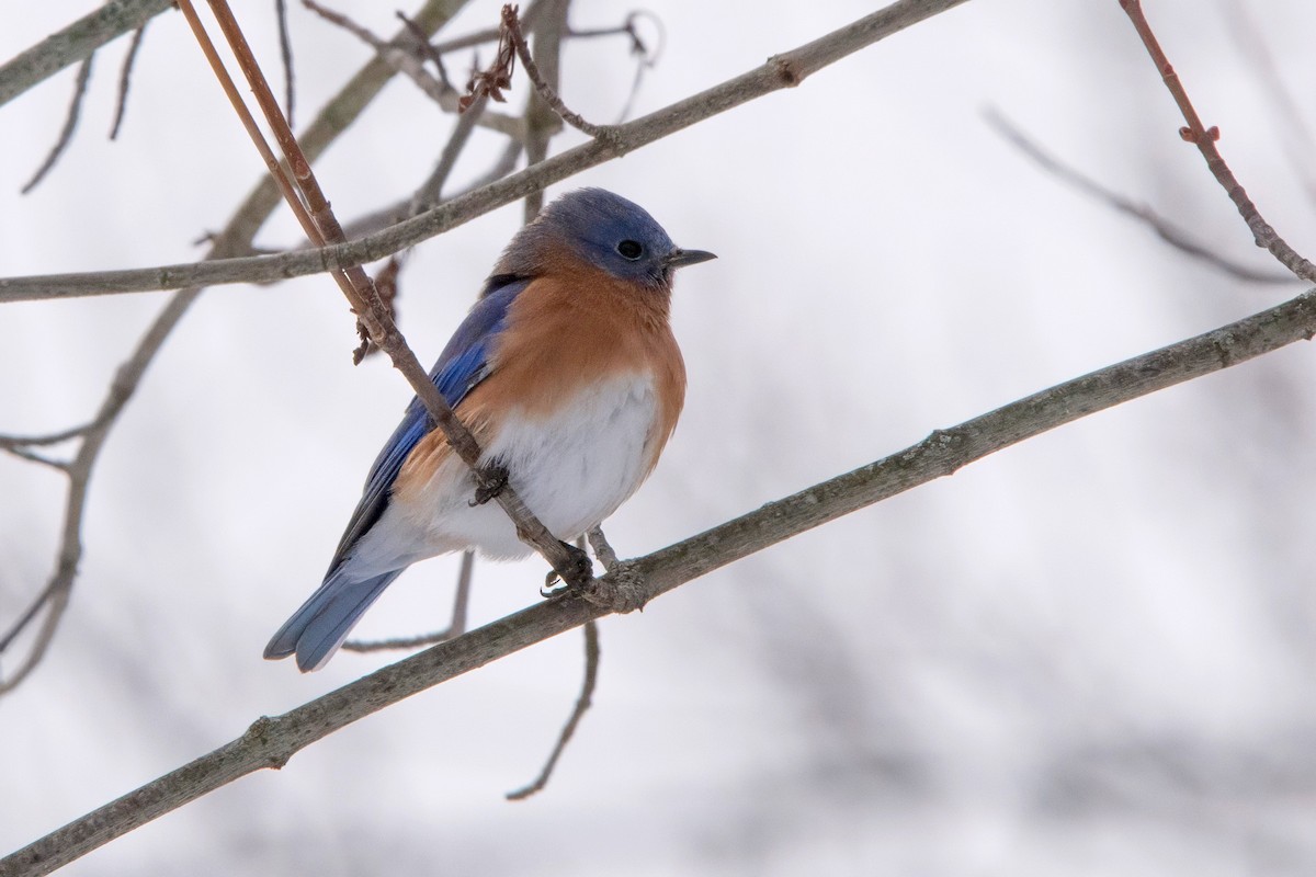 Eastern Bluebird - ML646747113