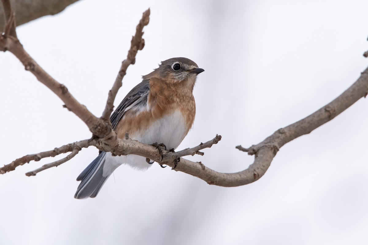 Eastern Bluebird - ML646747114