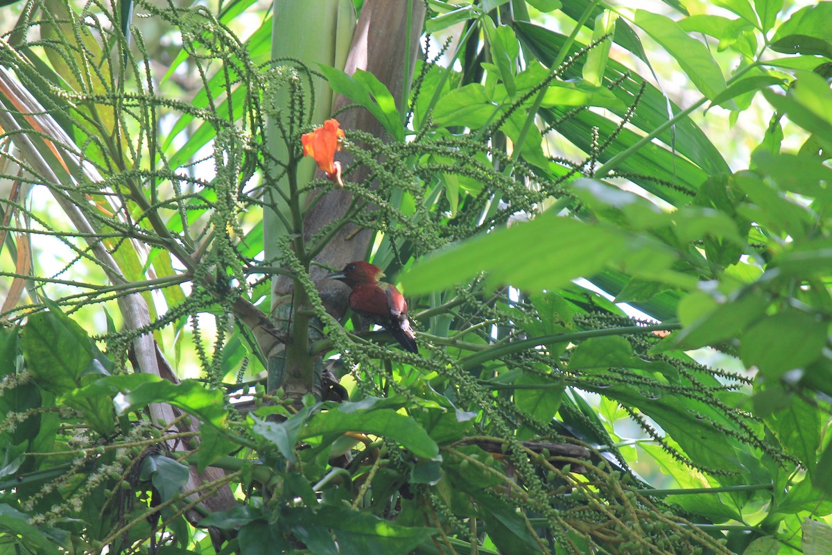 žluna suříková - ML646747117