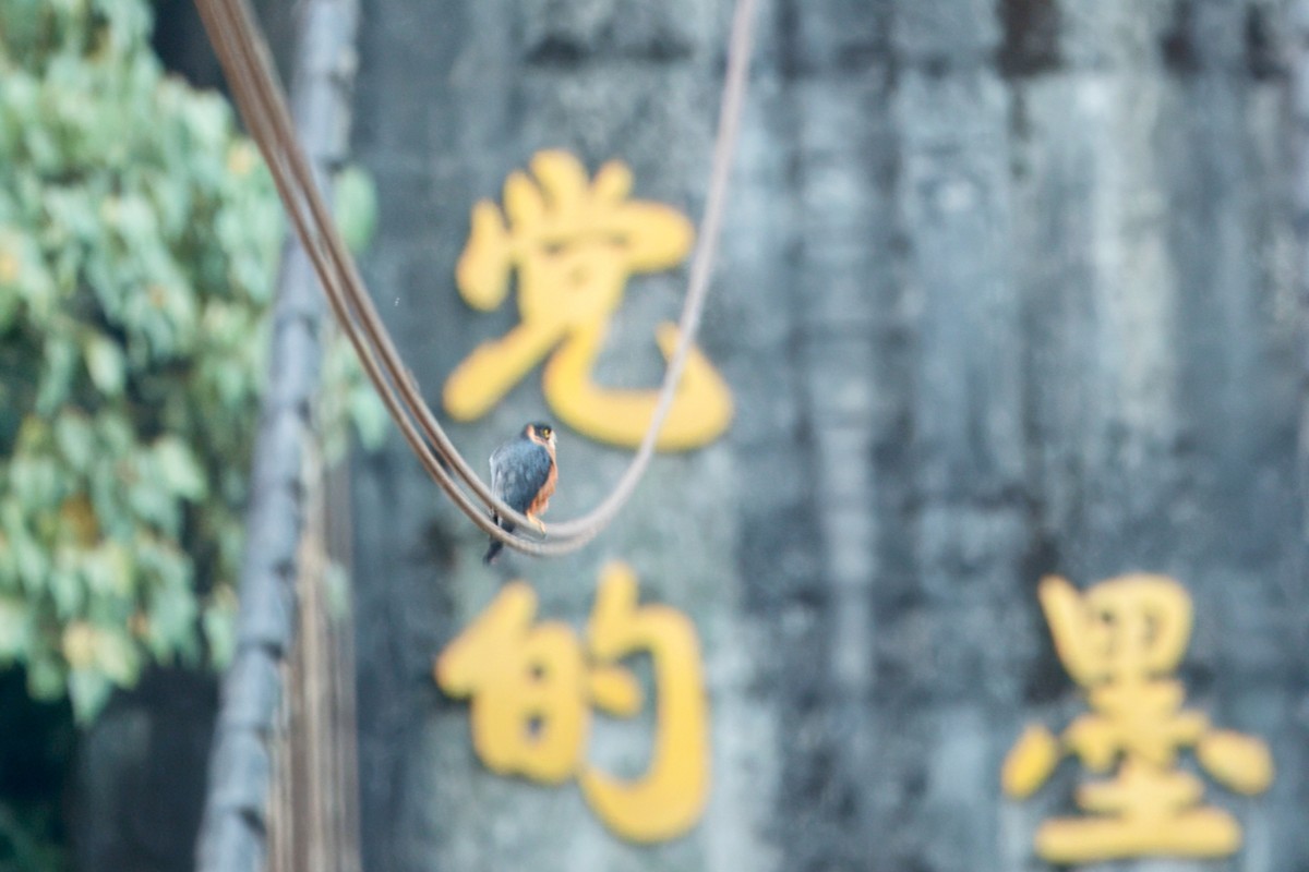 Oriental Hobby - ML646747123