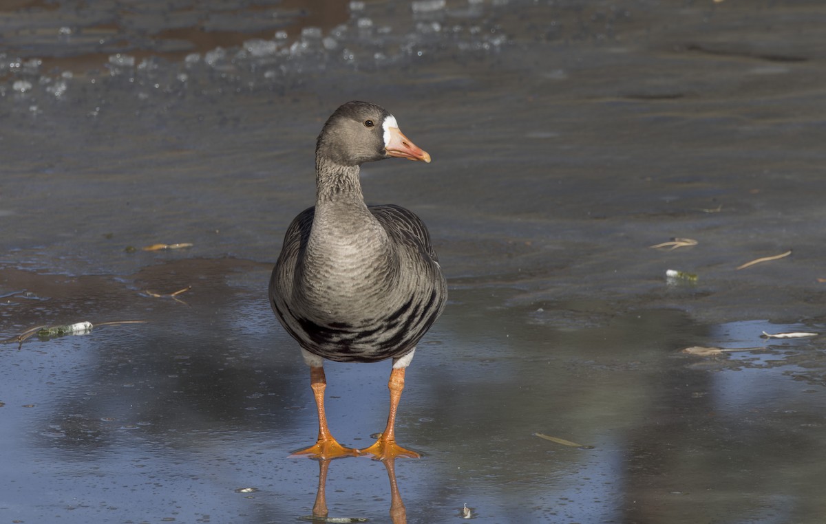 白額雁 - ML646747124