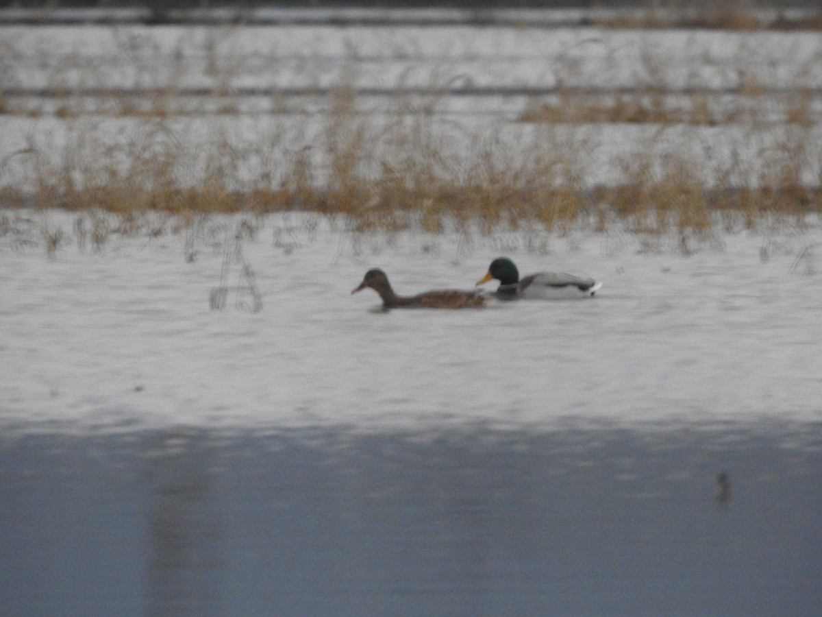 マガモ - ML646747128