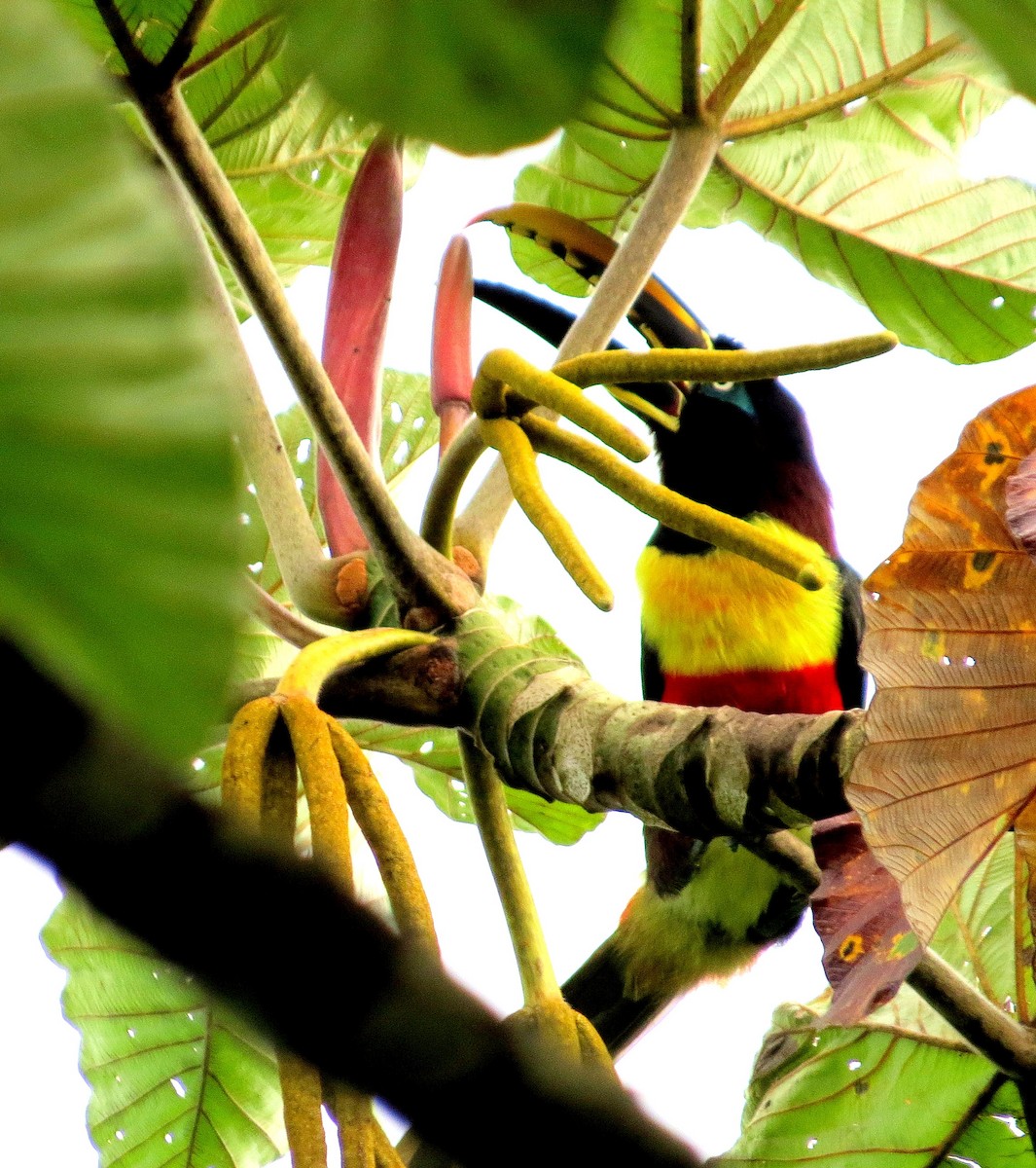 Braunohrarassari - ML646747130