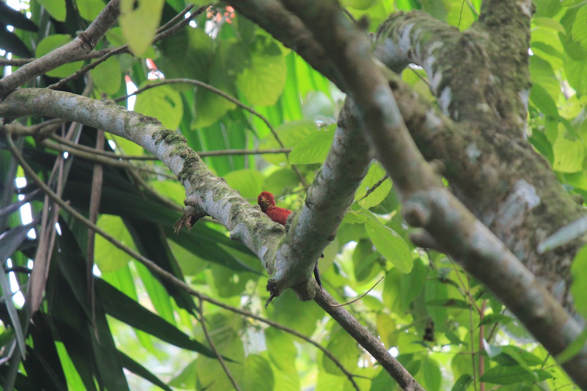 žluna suříková - ML646747132