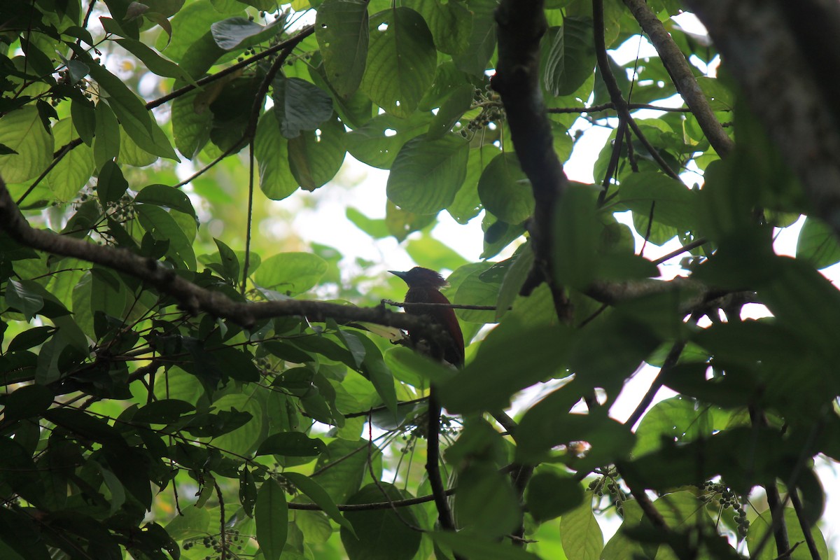 žluna suříková - ML646747133