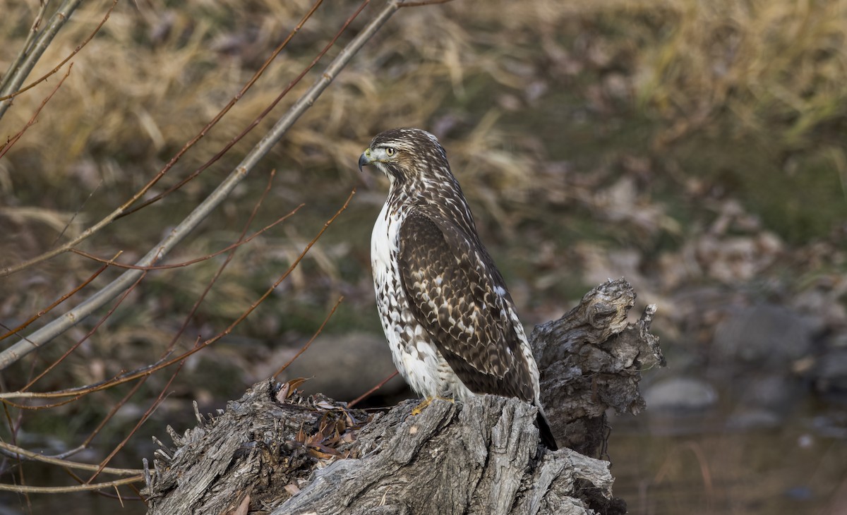 Red-tailed Hawk - ML646747136