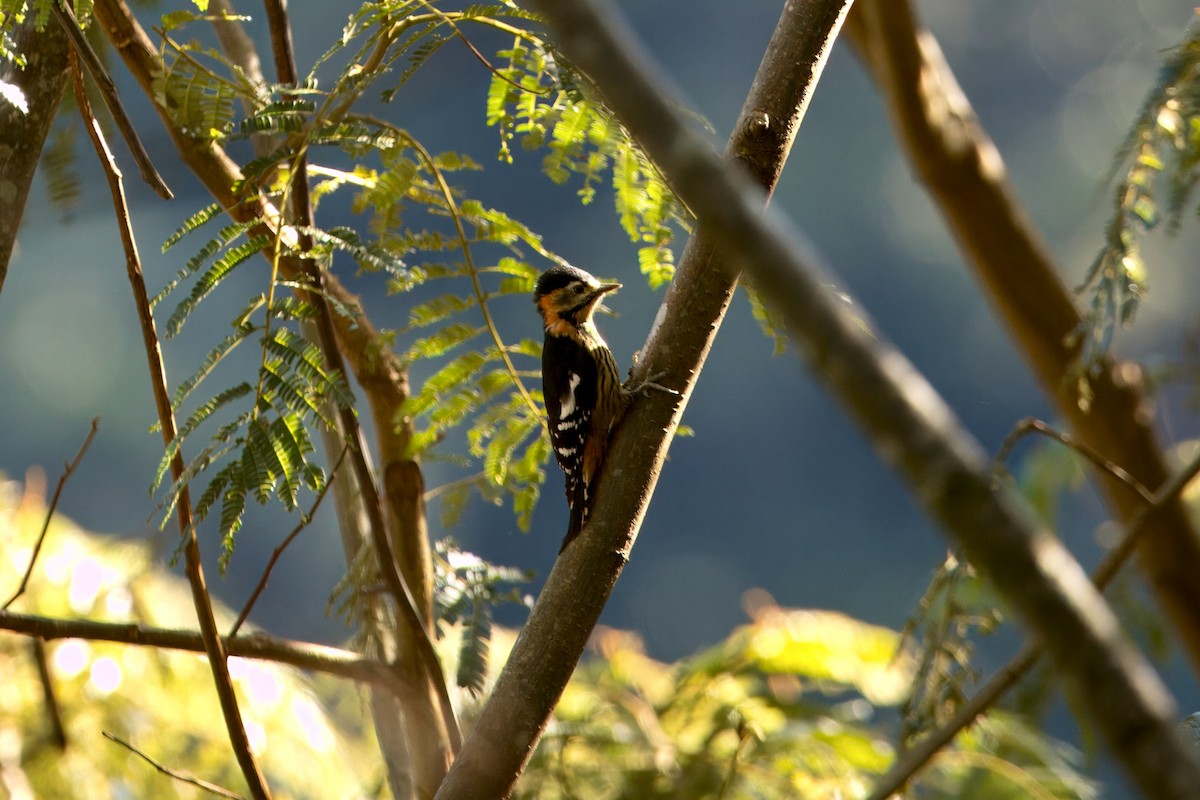 Crimson-naped Woodpecker - ML646747138