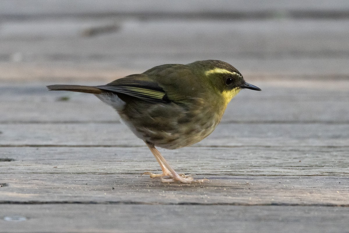 キノドヤブムシクイ - ML646747140