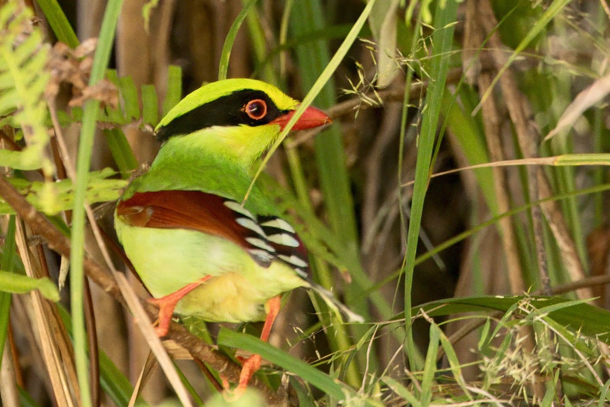 Common Green-Magpie - ML646747147
