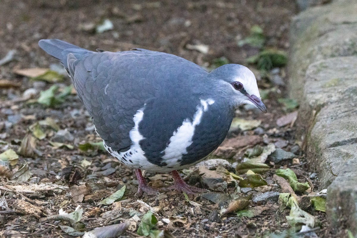 wongadue - ML646747148