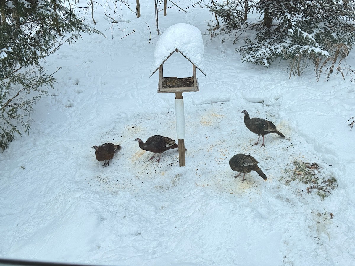 Индейка - ML646747150