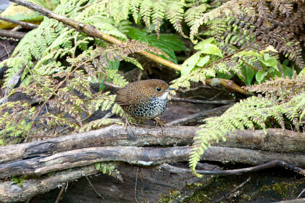 Scaly-breasted Cupwing - ML646747151