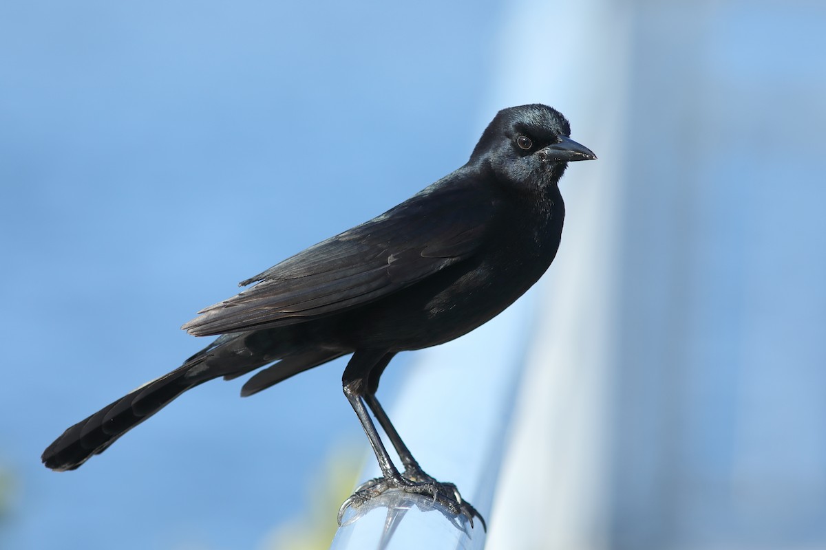 Boat-tailed Grackle - ML646747152