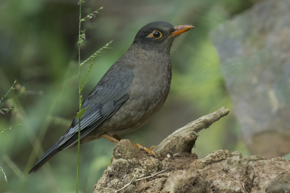 Indian Blackbird - ML646747153