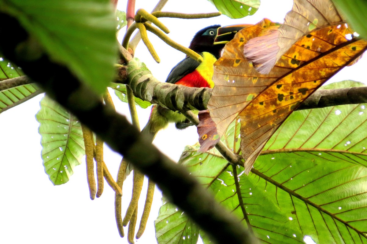 Chestnut-eared Aracari - ML646747154