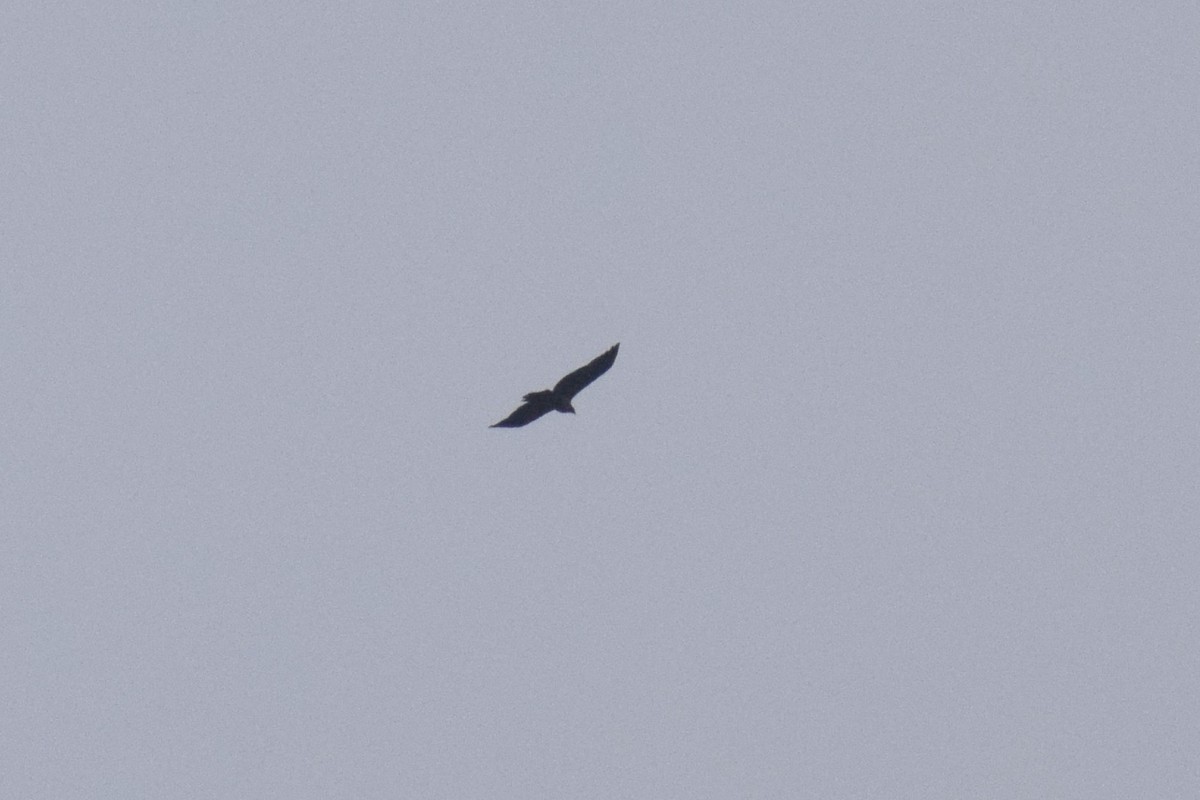 Variable Hawk - ML646747156