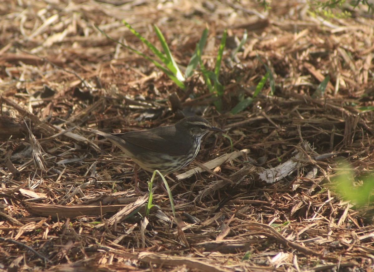 Northern Waterthrush - ML646747157