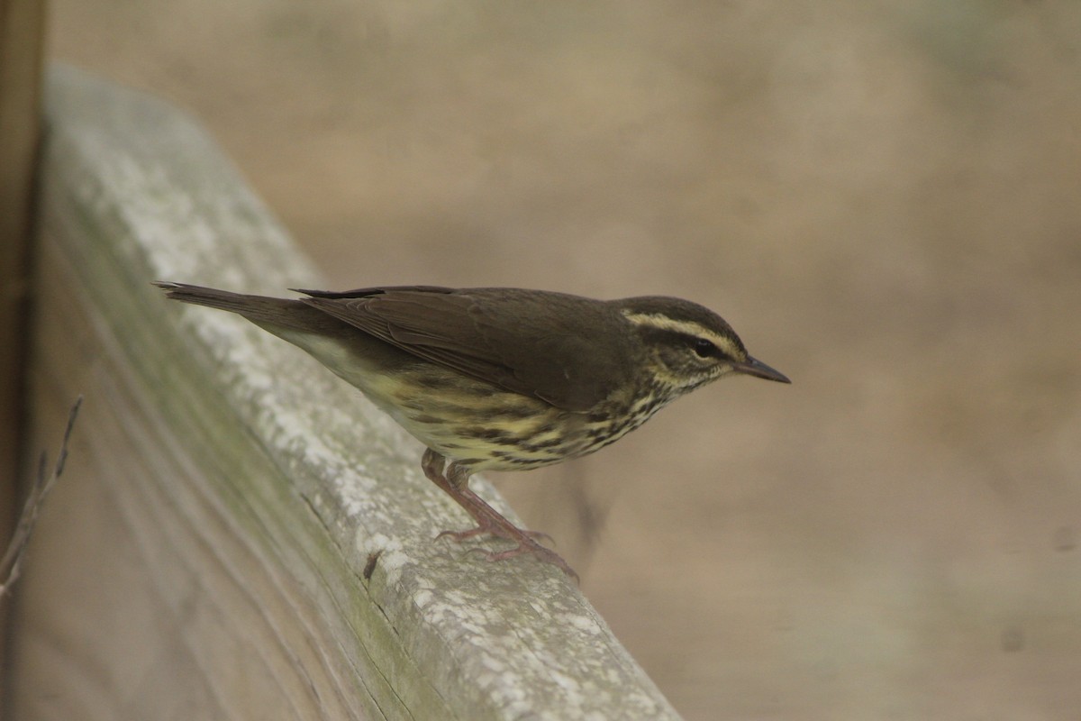 Northern Waterthrush - ML646747158