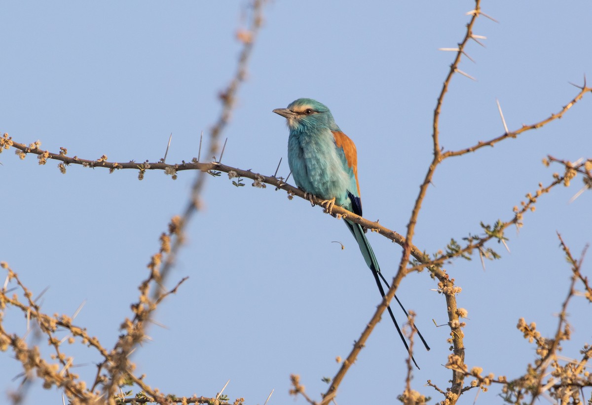 Abyssinian Roller - ML646747159
