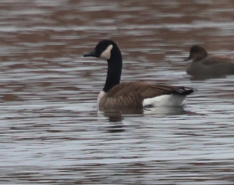 Canada Goose - ML646747160