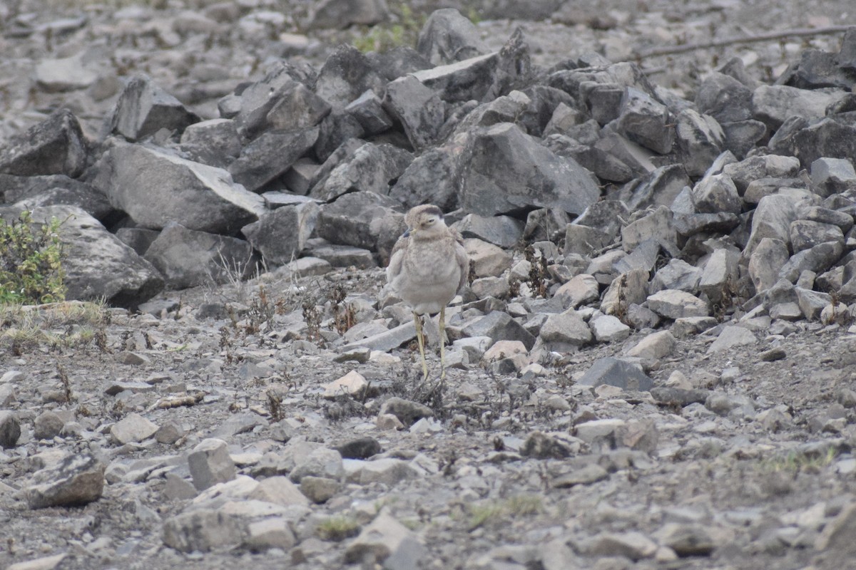 Peruvian Thick-knee - ML646747161