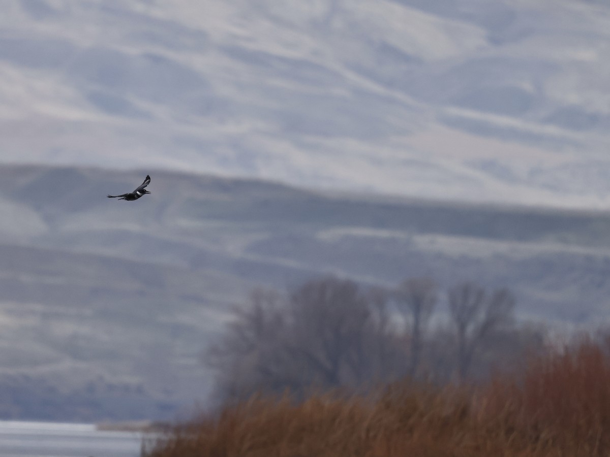 Martin-pêcheur d'Amérique - ML646747164