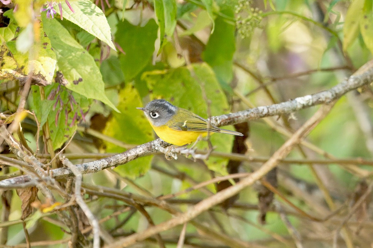 Gray-cheeked Warbler - ML646747167
