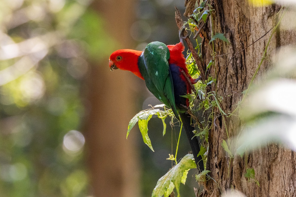 Australian King-Parrot - ML646747168